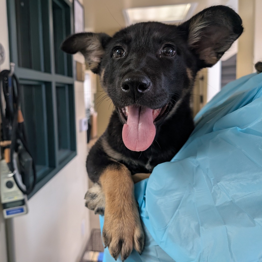 German Shepherd