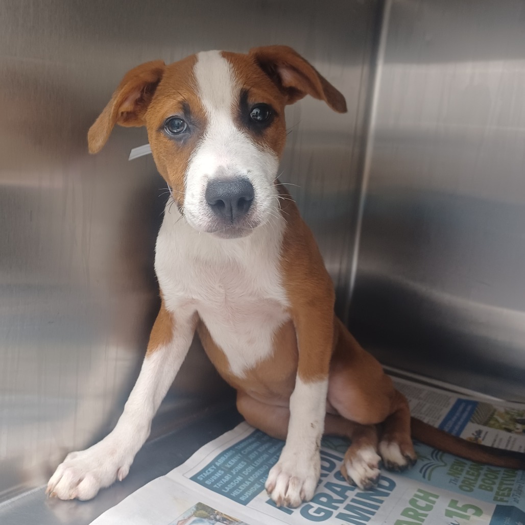 AMY ROSE - Foxhound, American / Retriever, Labrador available for adoption