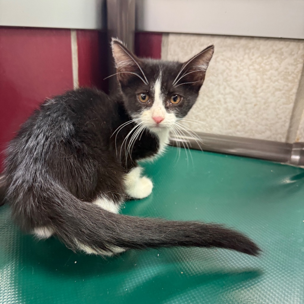 NANI (663633) - Domestic Shorthair available for adoption