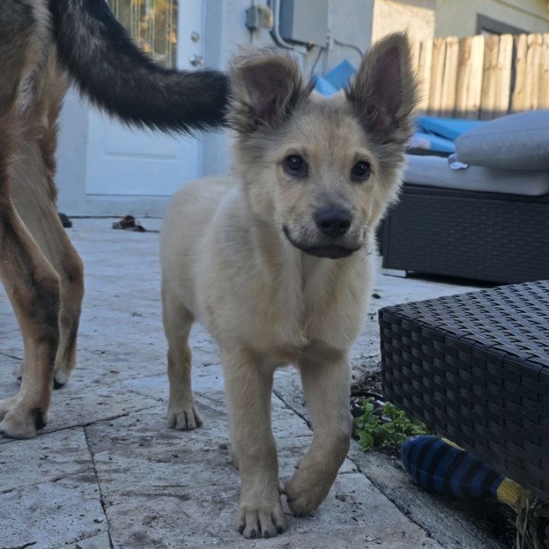 Photo of Little Bear playing