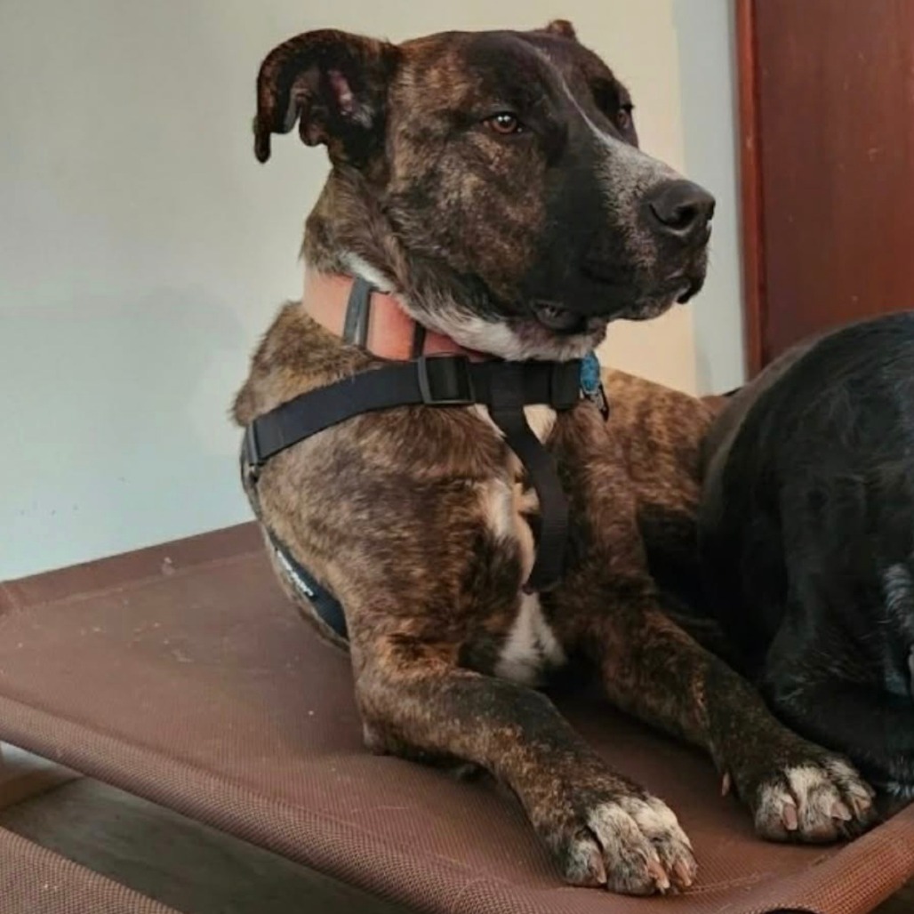 Bodhi — thumbnail 9