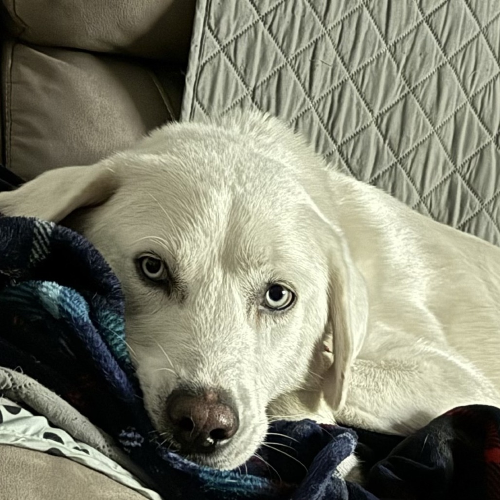 GOOFY — thumbnail 9