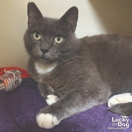 EDEA - Domestic Shorthair available for adoption