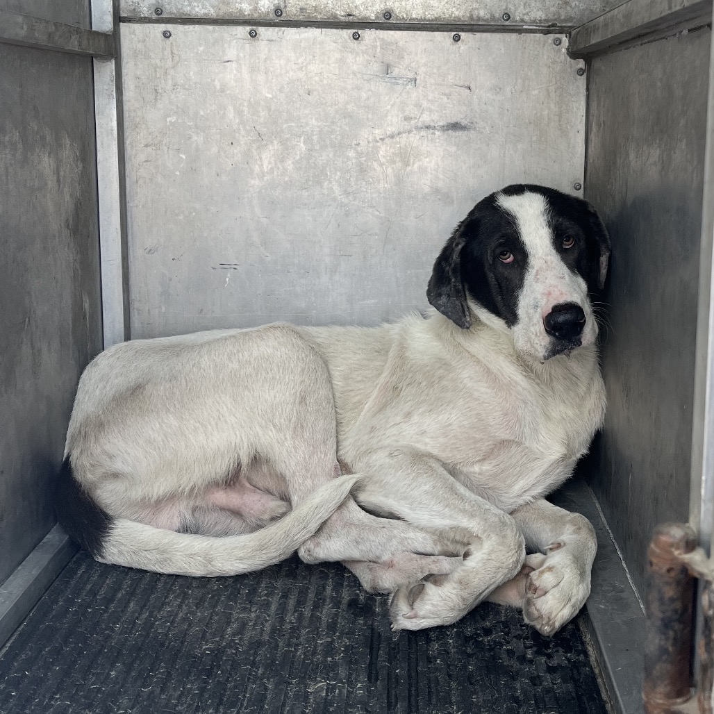 LINCOLN - Great Dane / Mixed Breed (Large) available for adoption