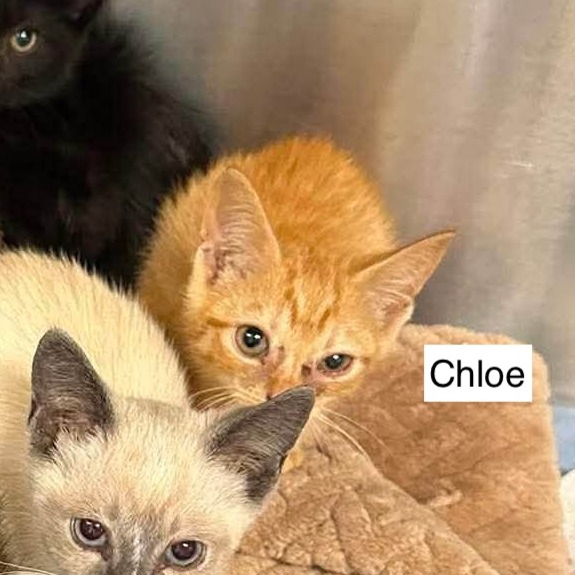 CHLOE - Domestic Shorthair available for adoption