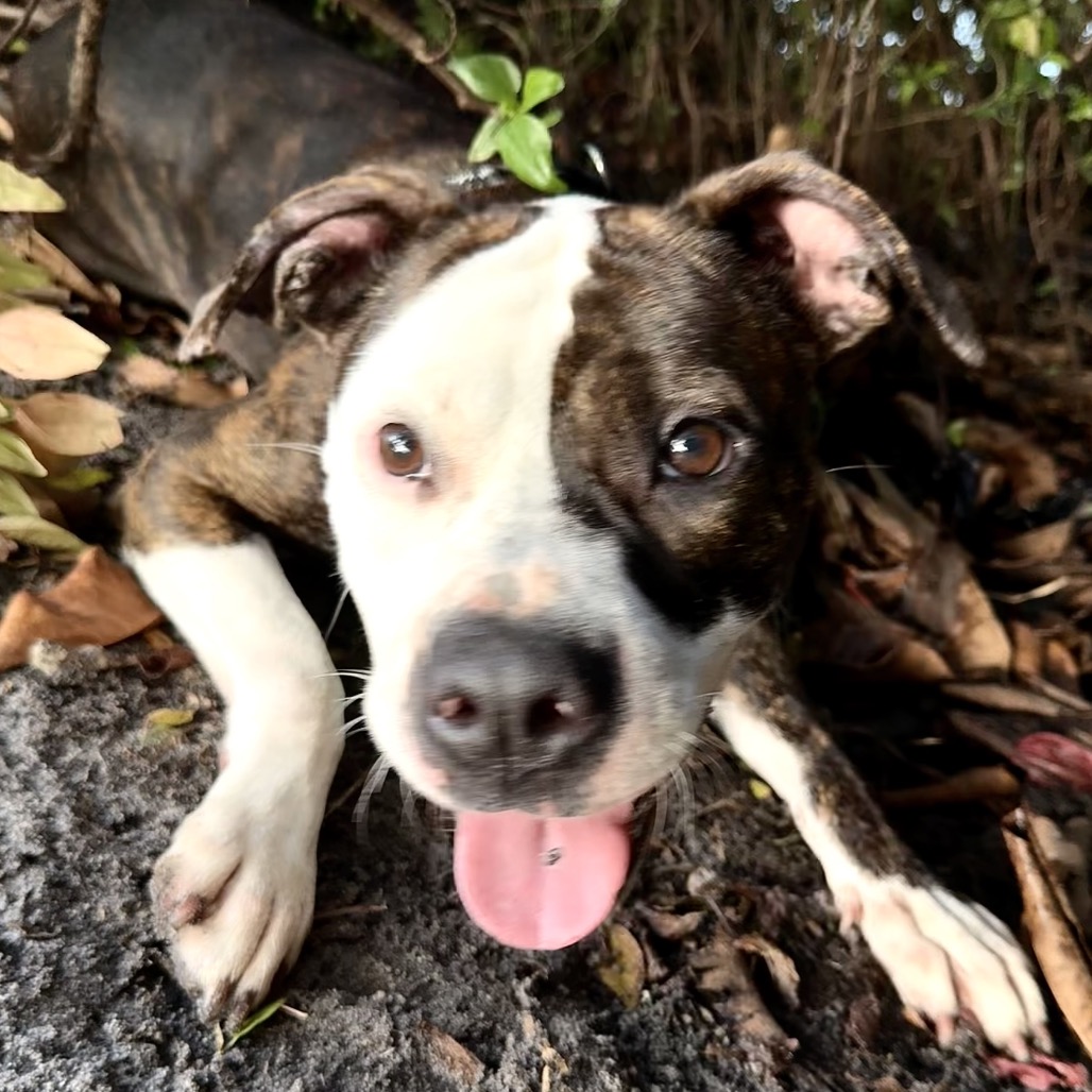 EMMA - Boxer / Terrier available for adoption