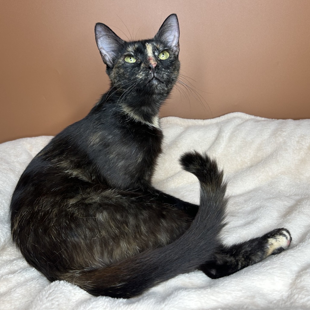 SABINE - Domestic Shorthair available for adoption