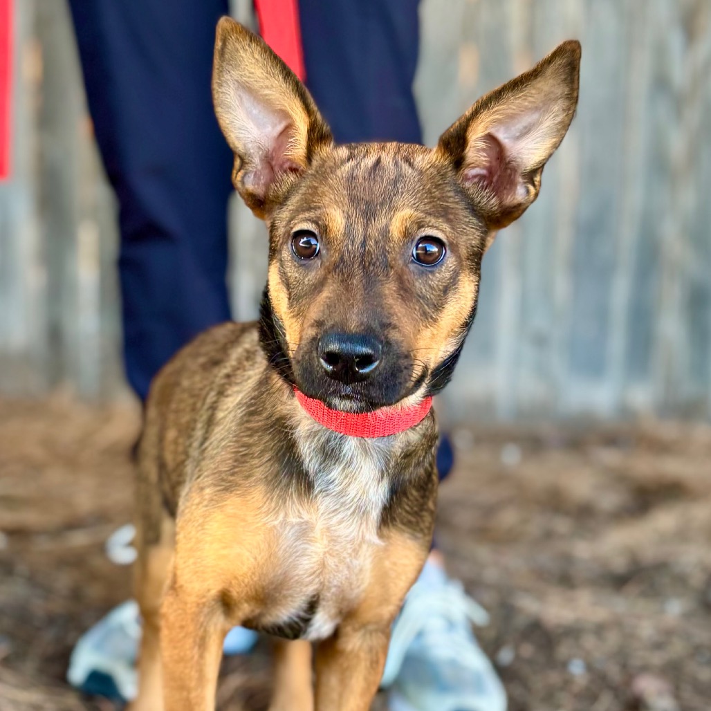 FWT SUNFLOWER - Shepherd / Mixed Breed (Large) available for adoption