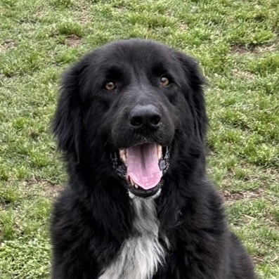 Scout, photo 6