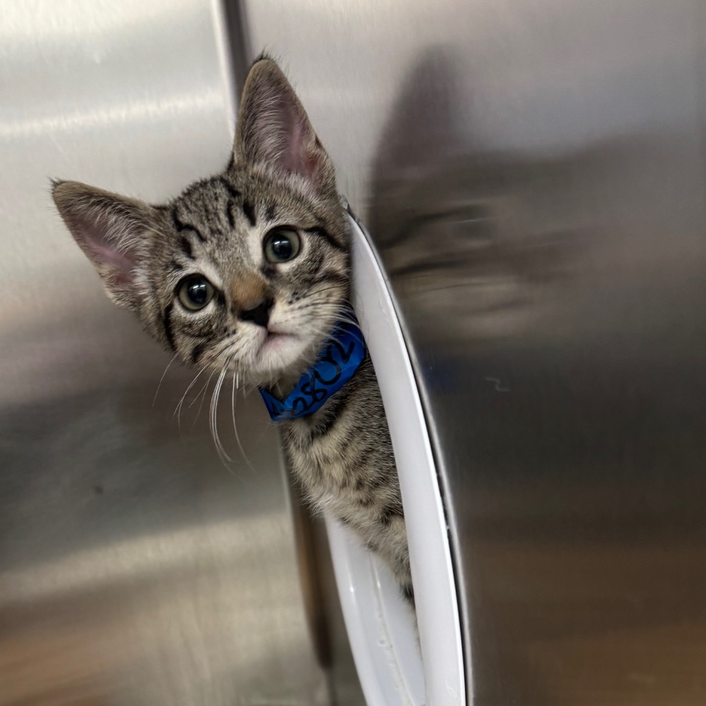 Handyman - Domestic Shorthair
