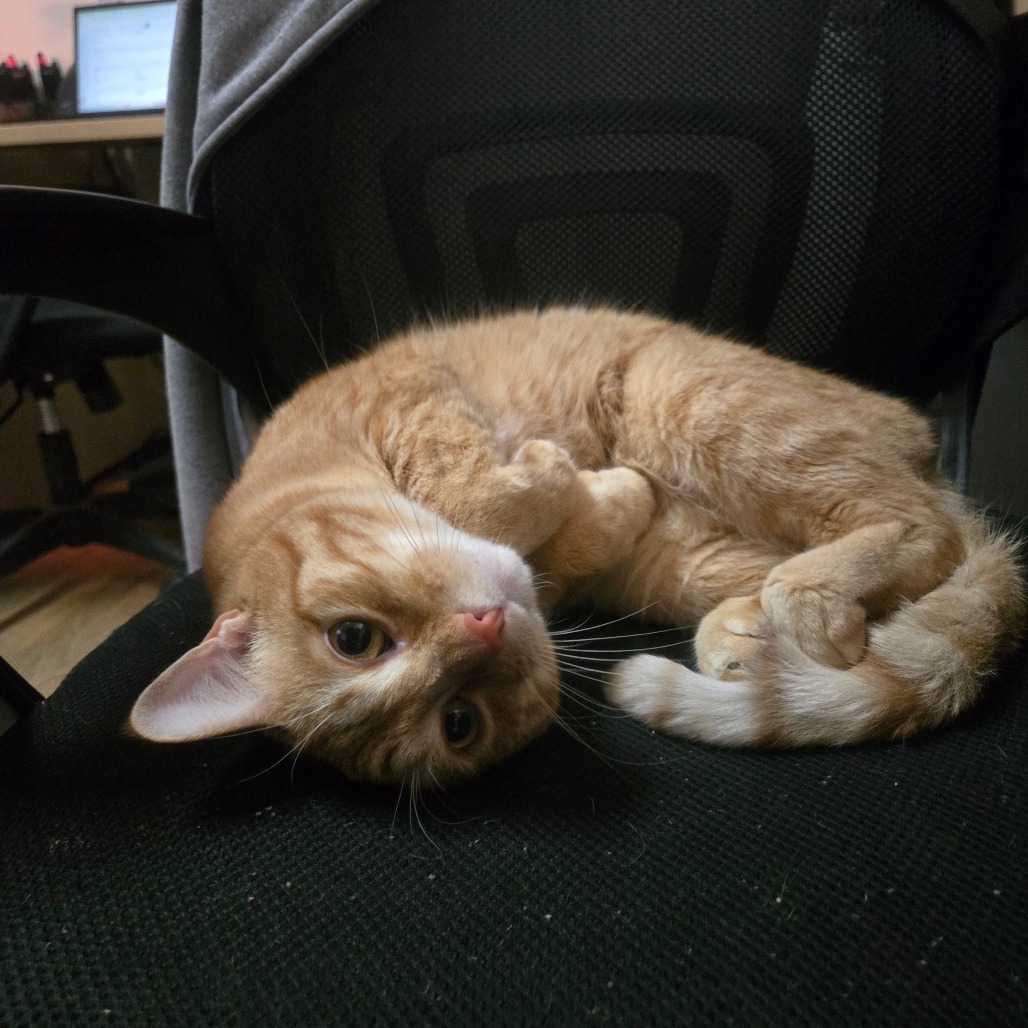 MARCUS - Domestic Shorthair for adoption in Baltimore
