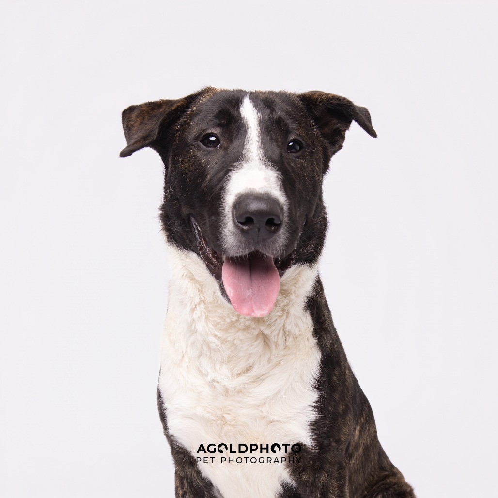 Braxton — thumbnail 4