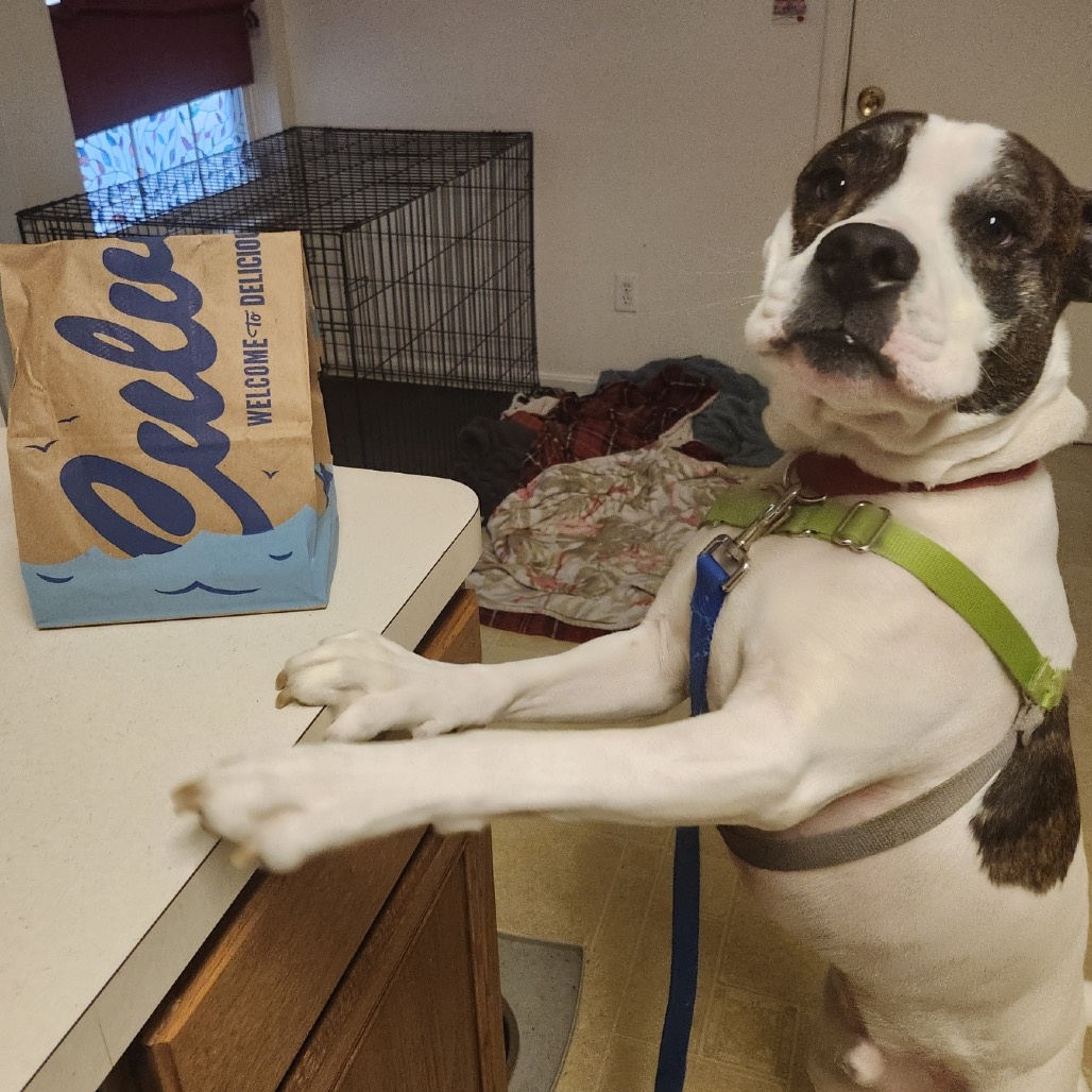 Petey, photo 15