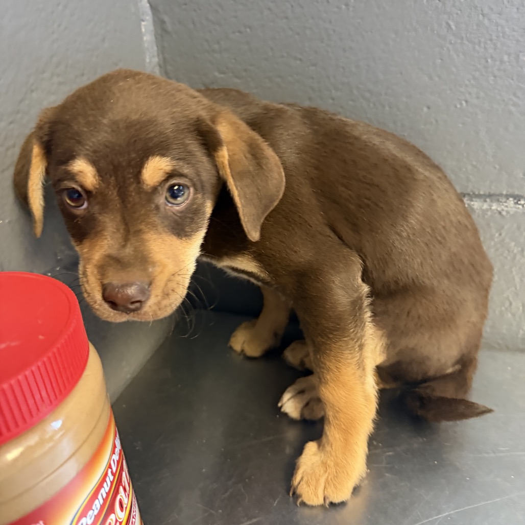 Tusc Stray 84256 2 3 4 5 6