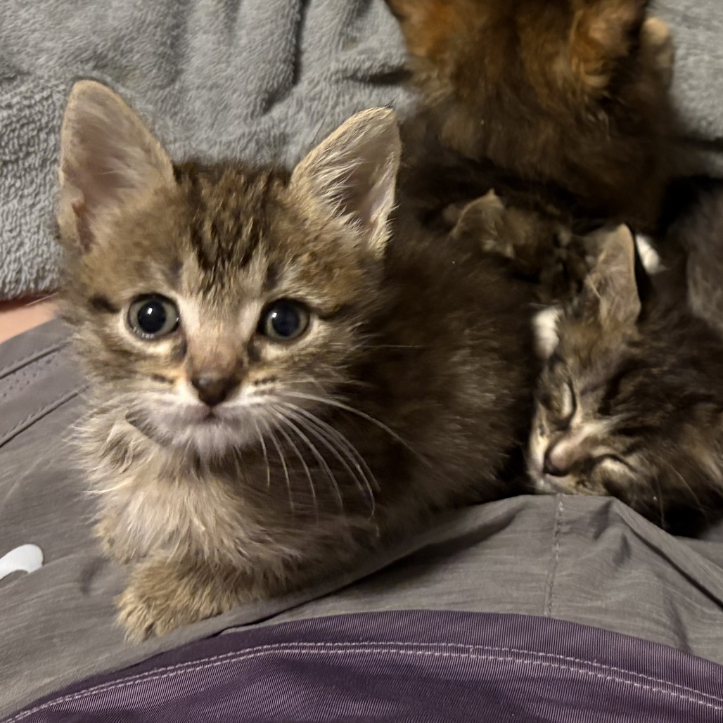 ARIEL - Domestic Shorthair available for adoption