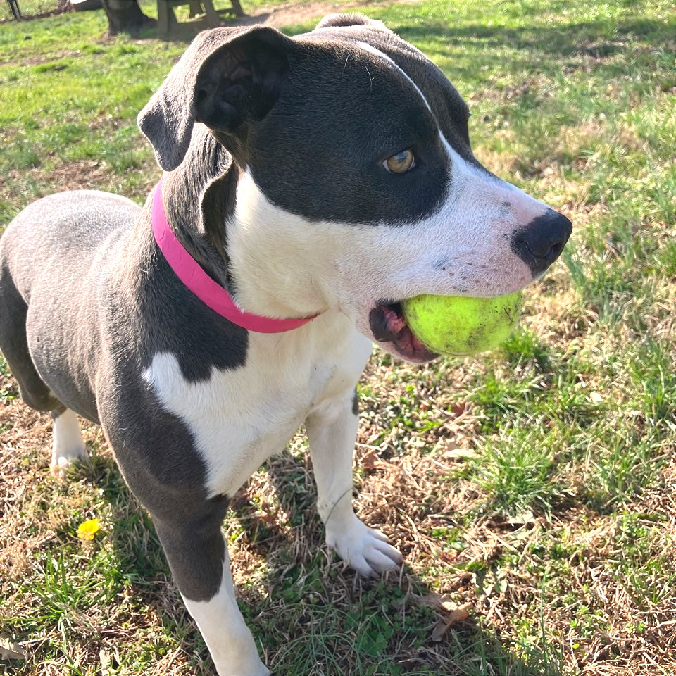 Luna Moon — thumbnail 7