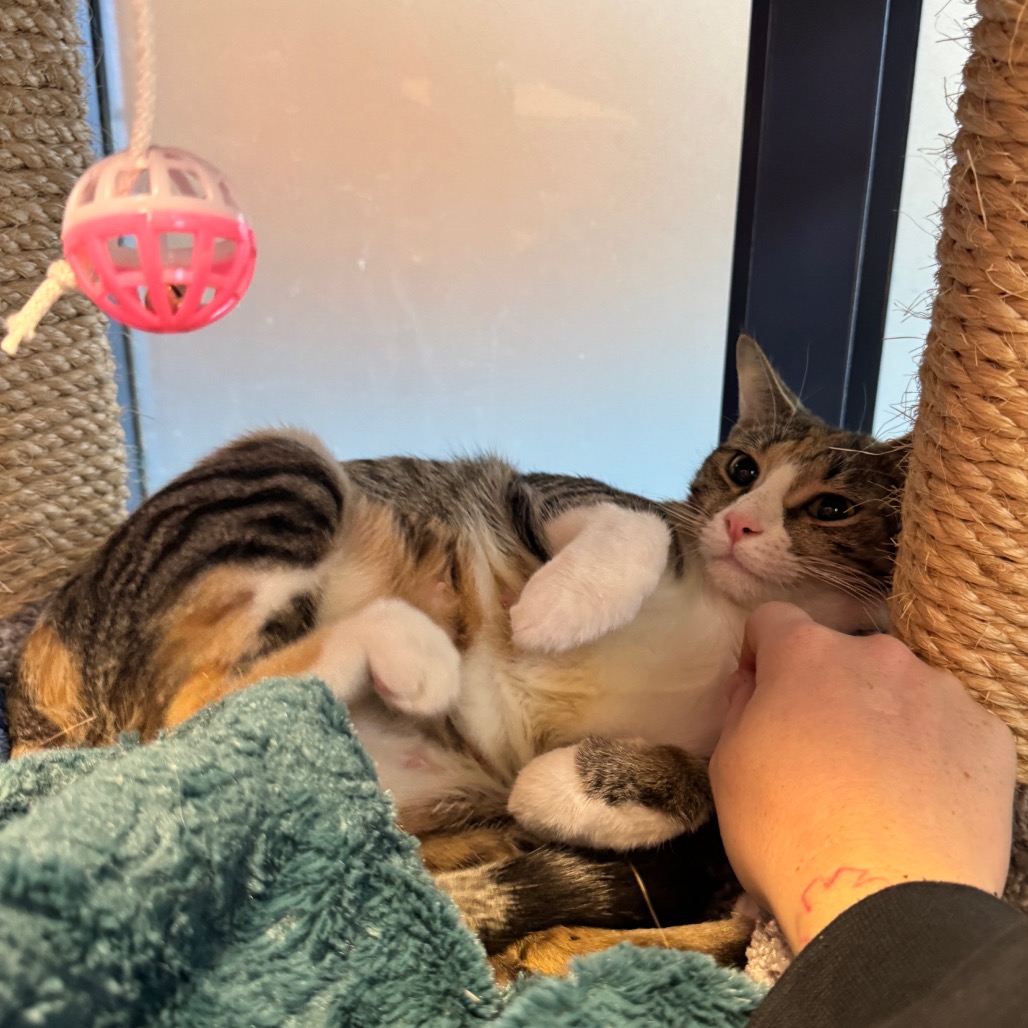 Photo of Canberra and Havana 3