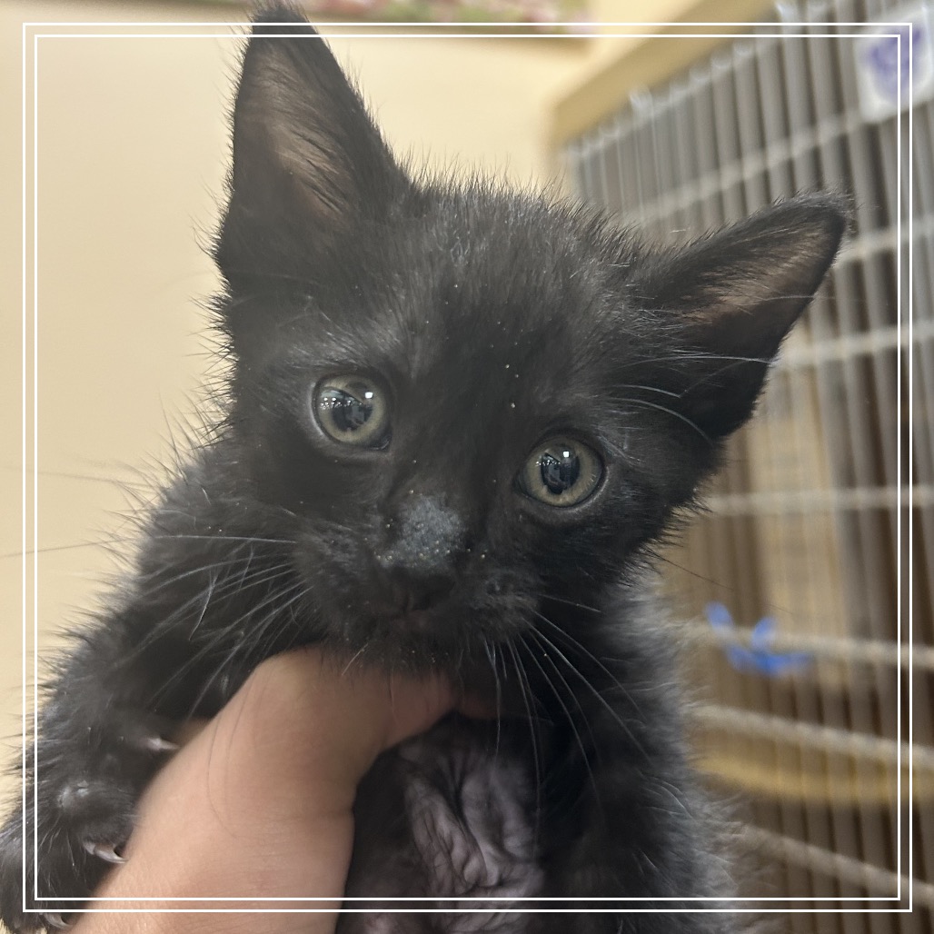 FWT ZARRA - Domestic Shorthair available for adoption