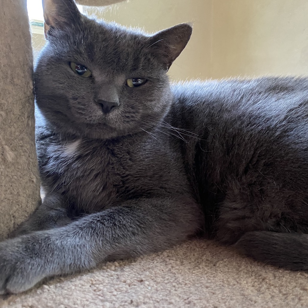 Daphne — thumbnail 4