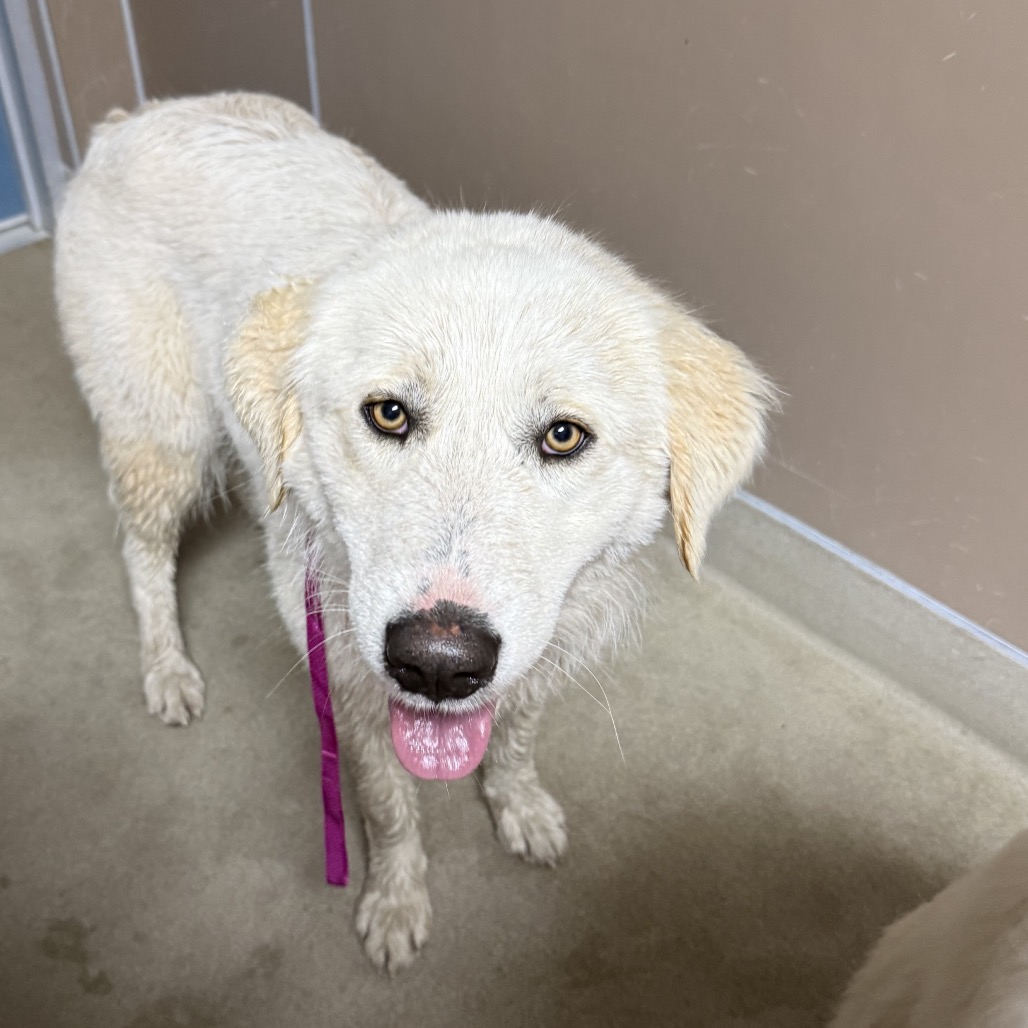 Kennel#16 Darla's preview photo
