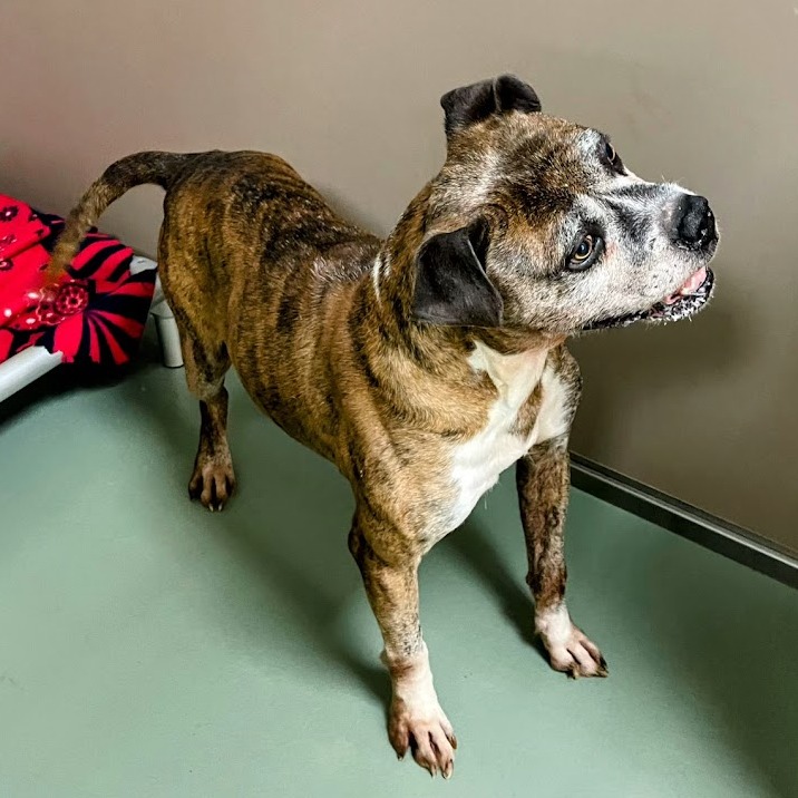 Tyson — thumbnail 3