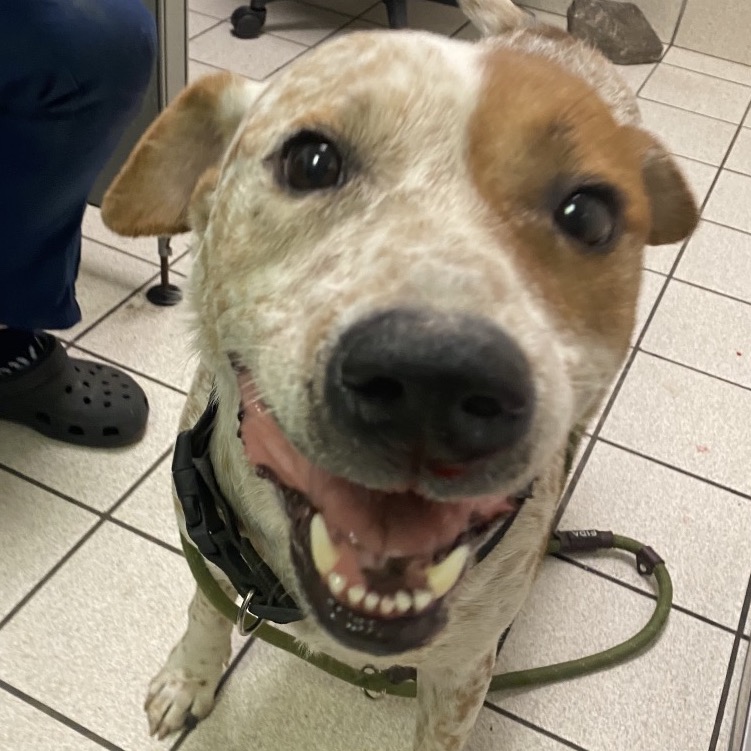 Wallace — thumbnail 2