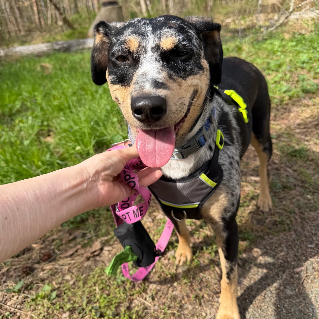 Maxi is available for adoption at Hope Animal Rescue