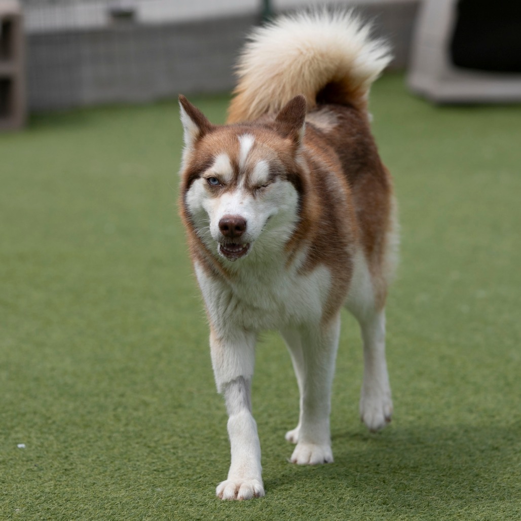 SABINO (MR26-326) - Pomeranian / Husky available for adoption