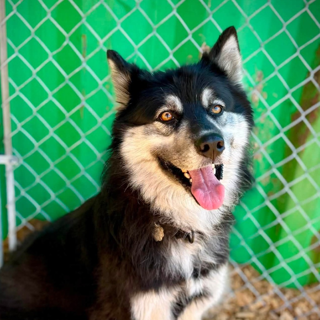 Siberian Husky