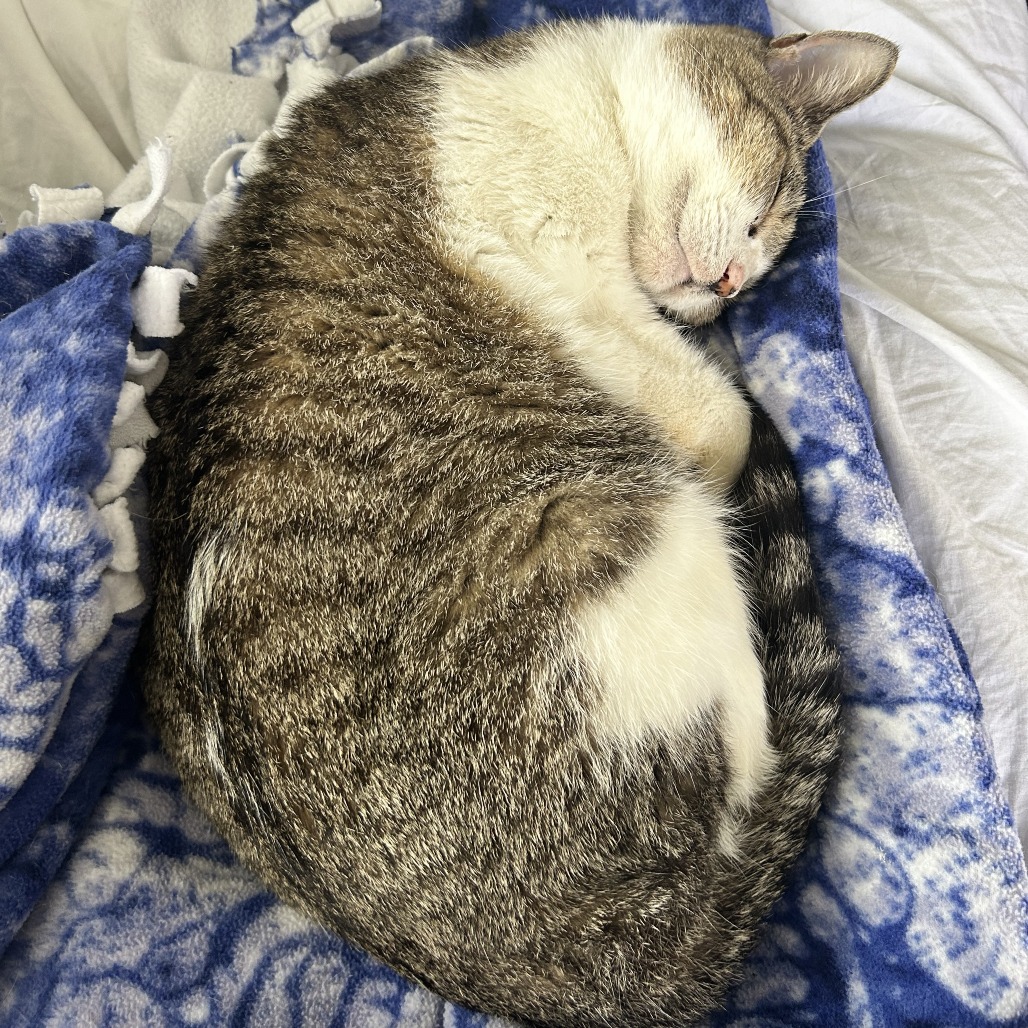 Stracciatella — thumbnail 8