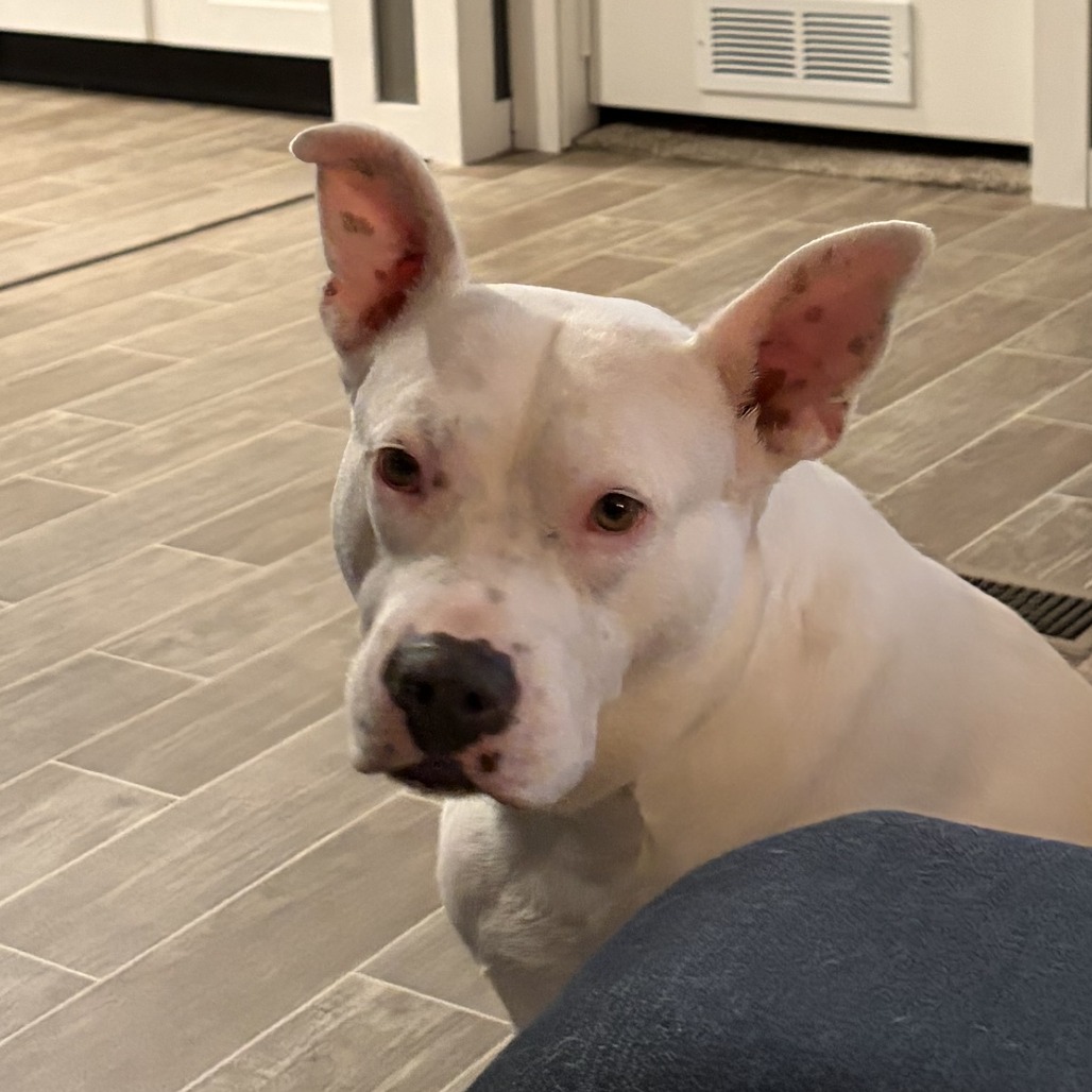 Lexi