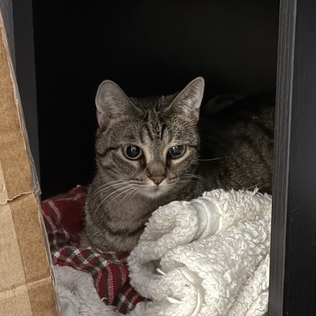 Harley, photo 17