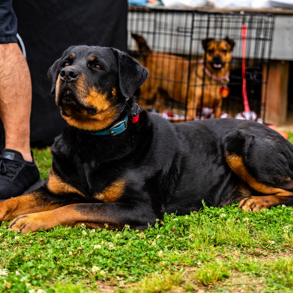 Winnie is available for adoption at Full Circle Rescue and Sanctuary