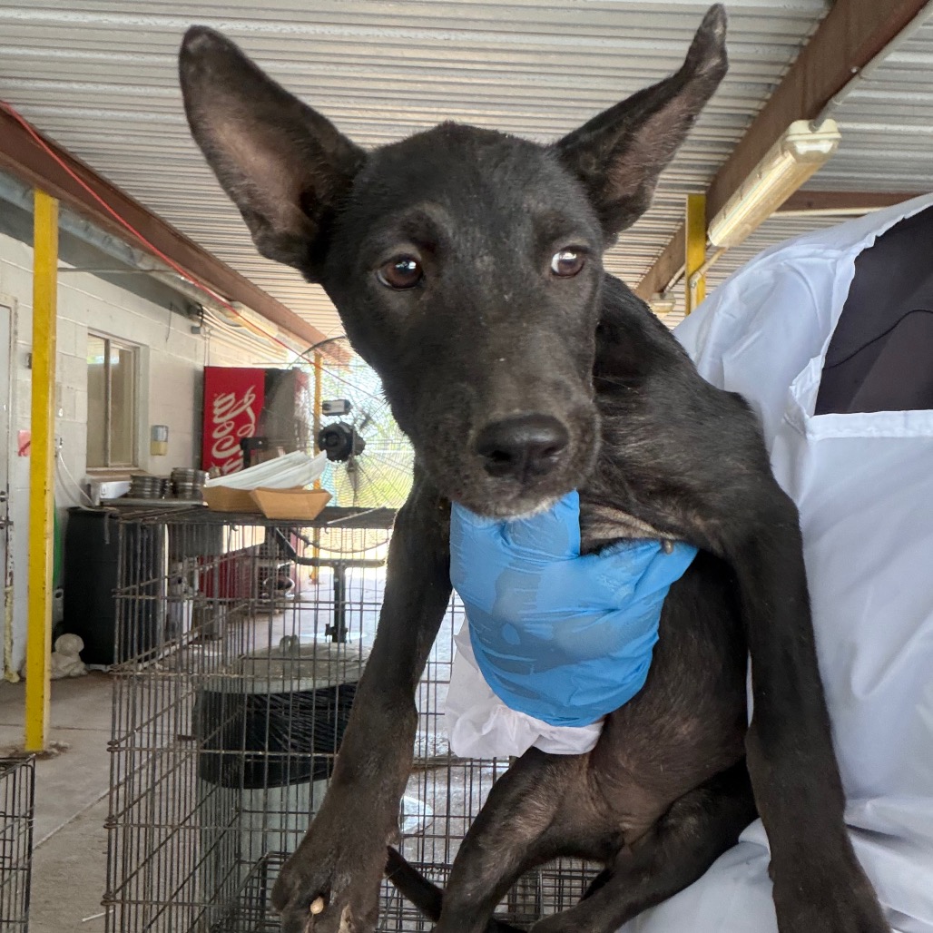 MAGIKARP - Terrier / Pit Bull available for adoption