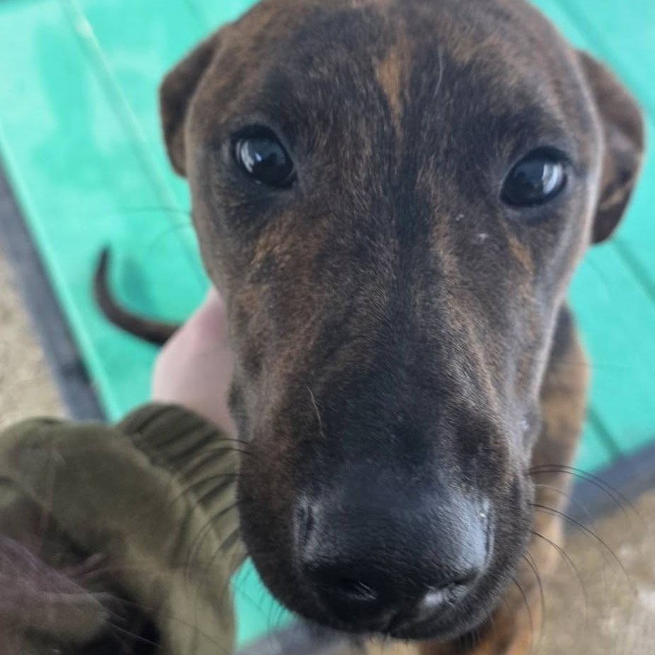 Mona Lisa — thumbnail 3