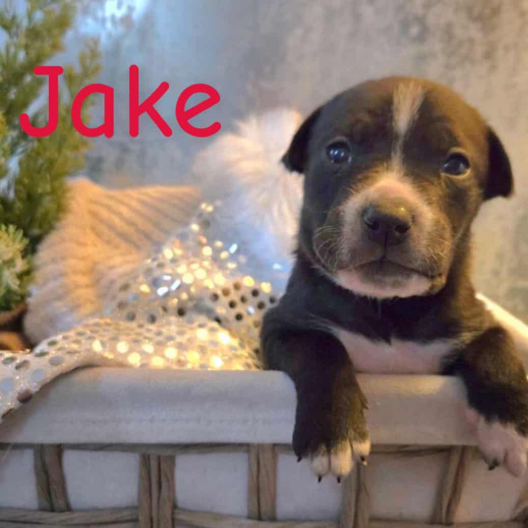 Jake 