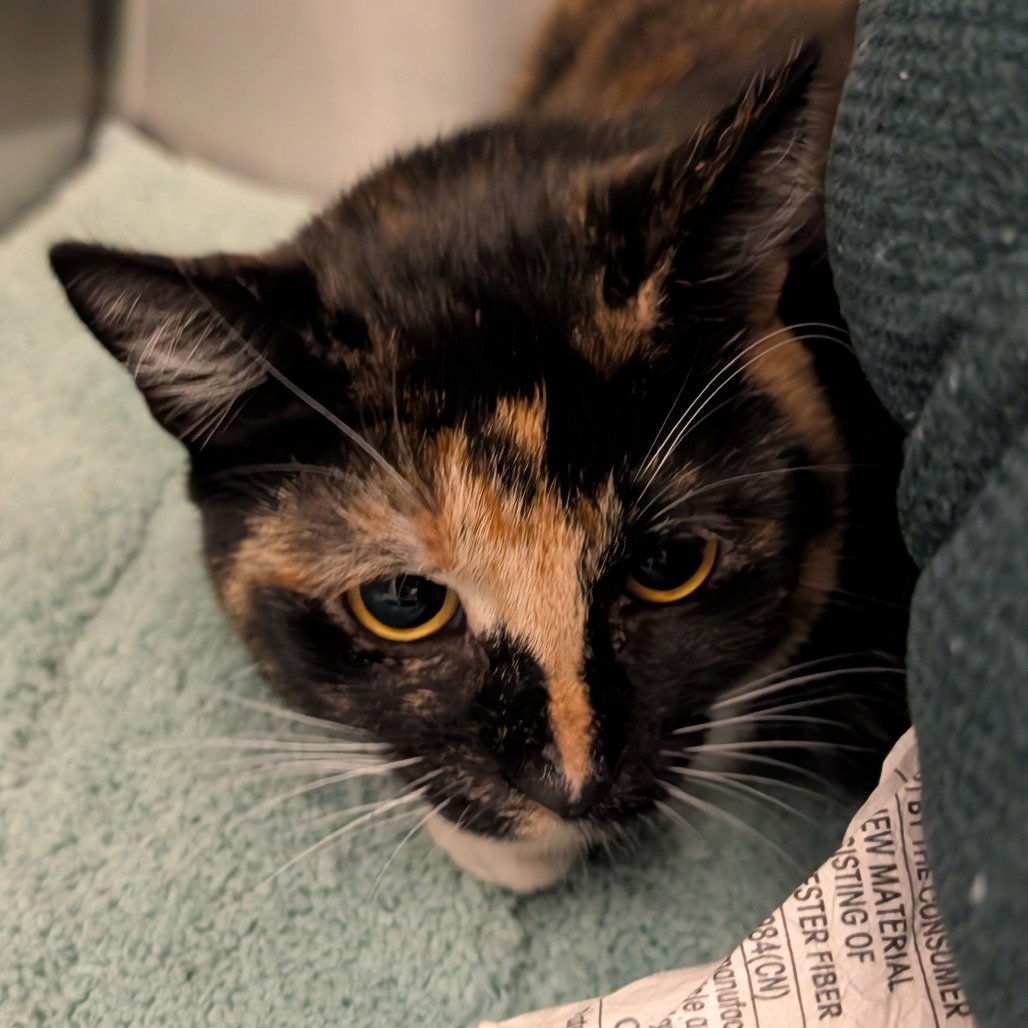 FELICITY - Domestic Shorthair available for adoption