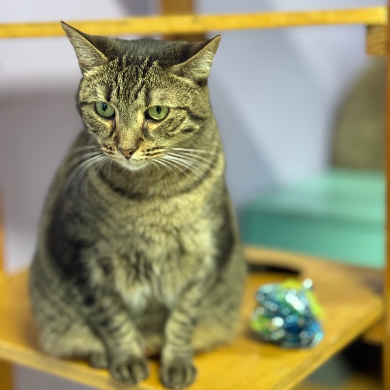 Close-up photo of Harper