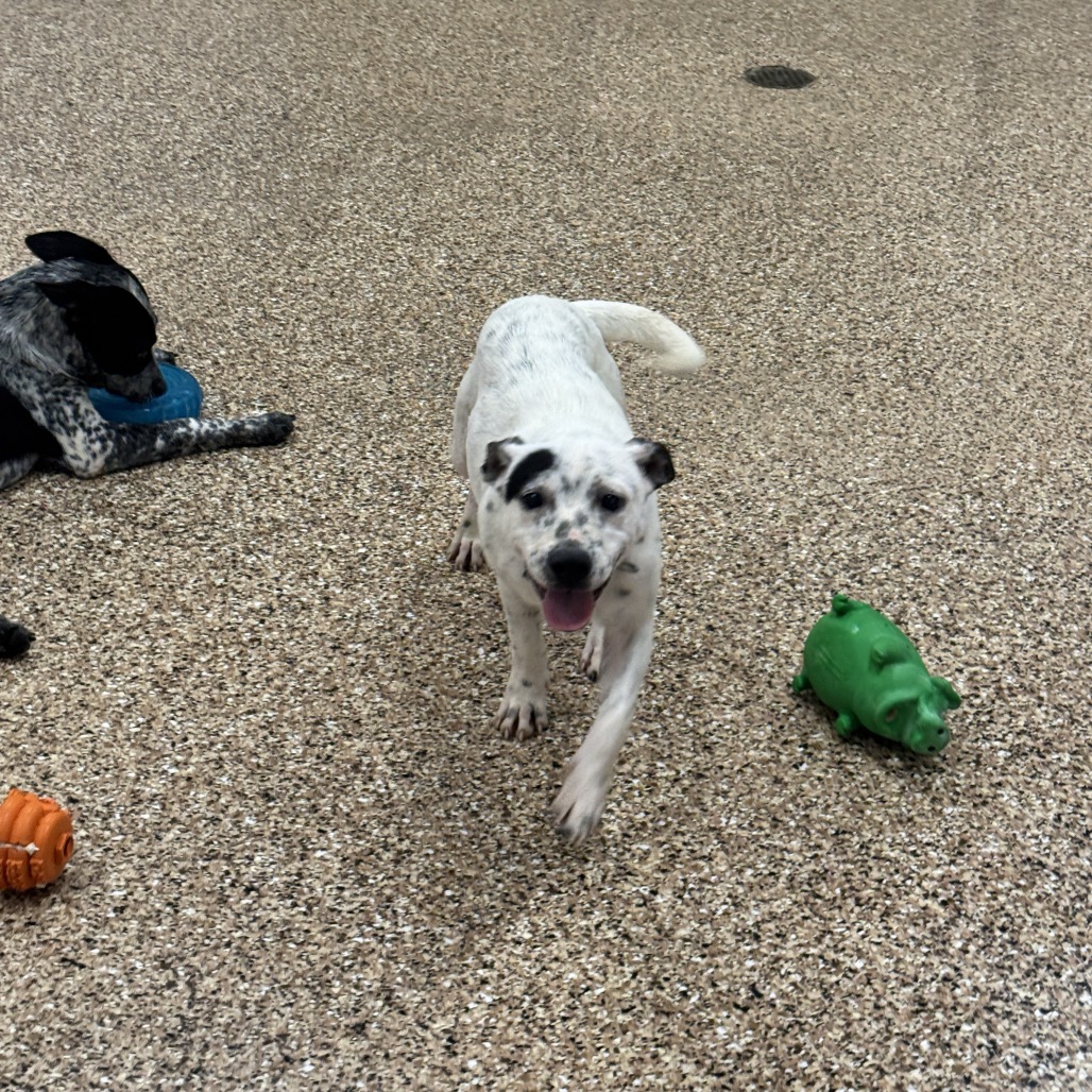 ELSA - American Blue Heeler available for adoption