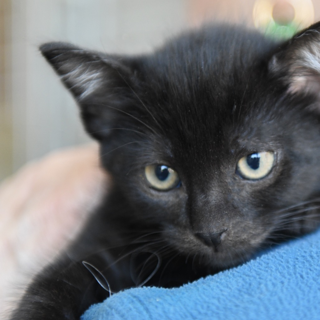 Kori (green collar) - Domestic Shorthair