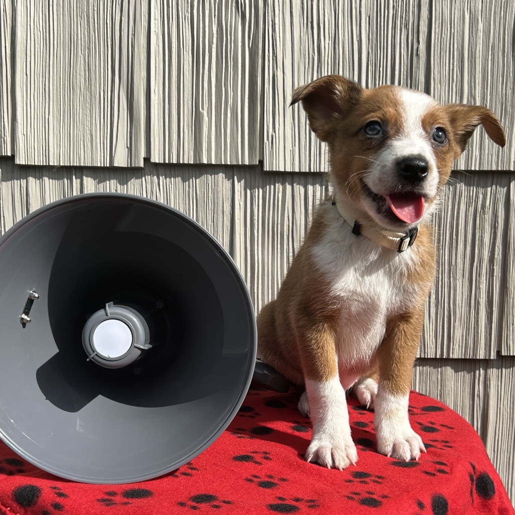 Bullhorn