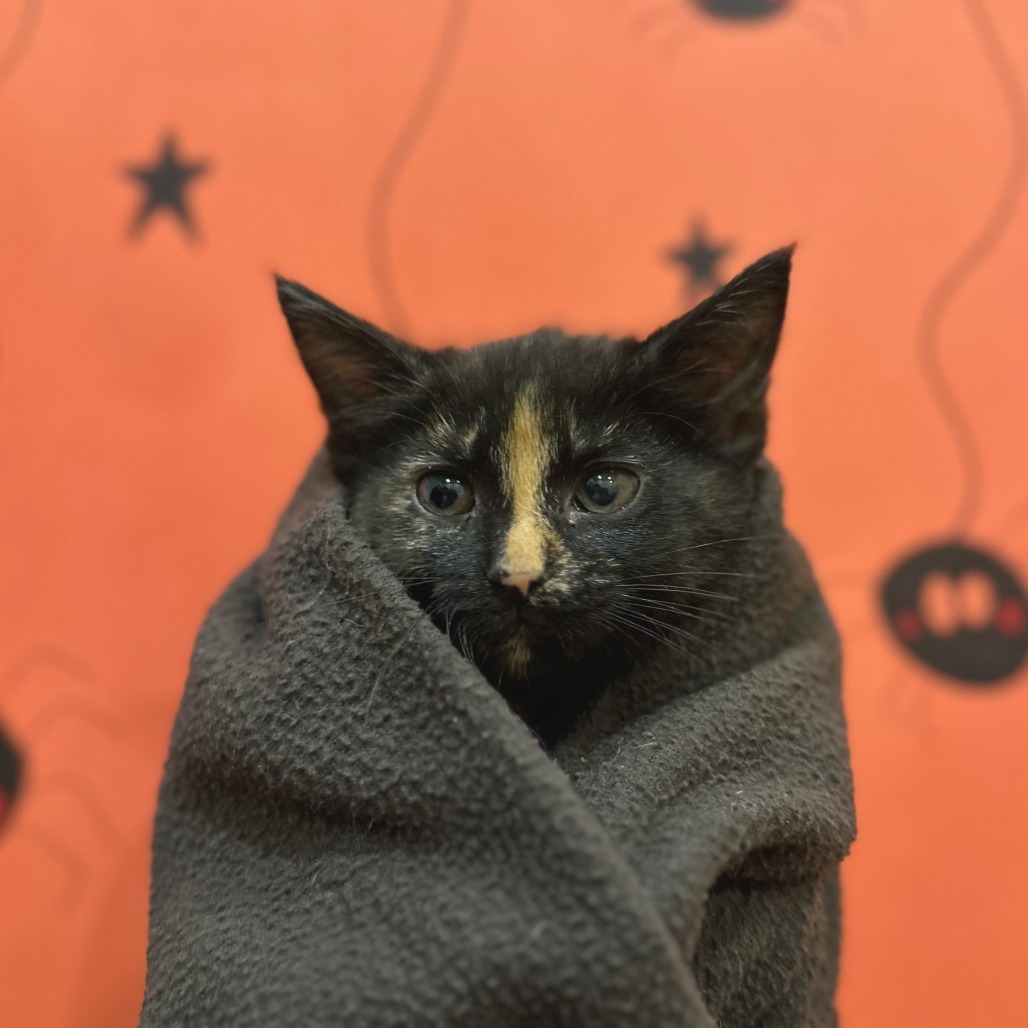 EMBER - Domestic Shorthair available for adoption