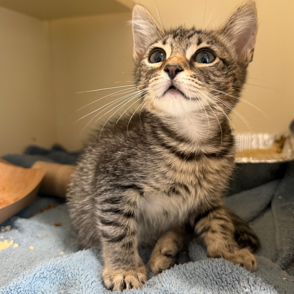 MR. CAPTAIN SPIDERMAN - Domestic Shorthair available for adoption