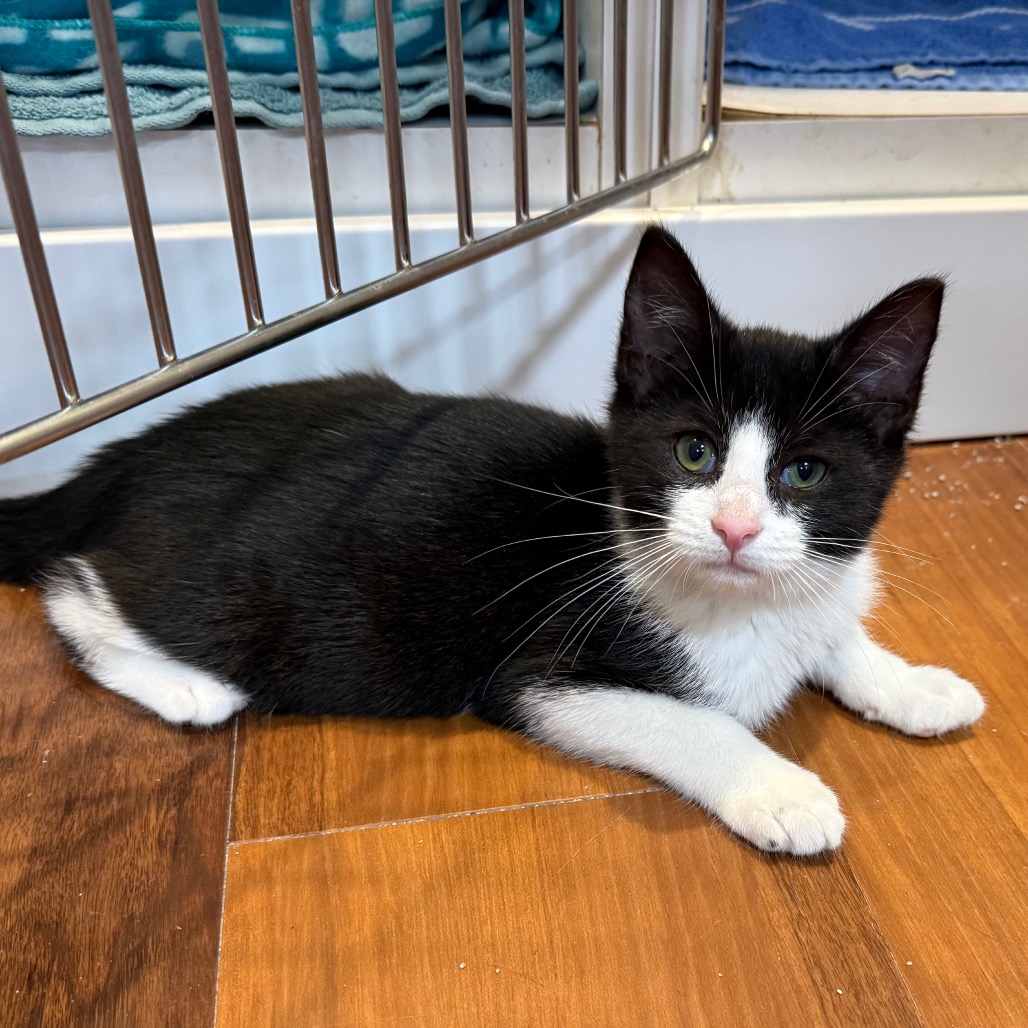 KRISPY KREME - Domestic Shorthair available for adoption