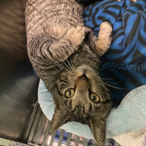 CASTIEL - Domestic Shorthair available for adoption