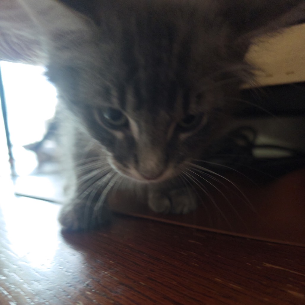 JUNIOR - Domestic Shorthair available for adoption