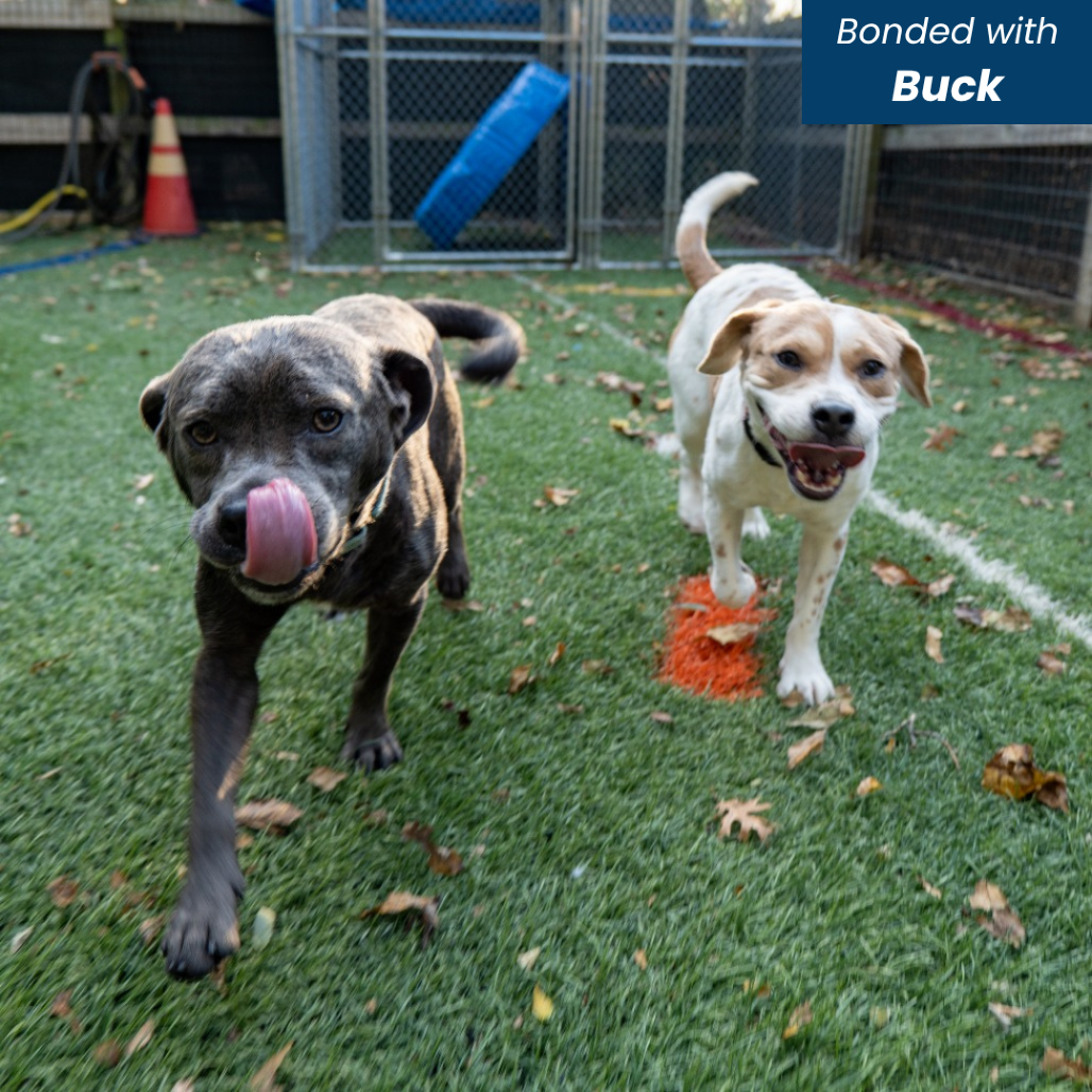 BONES - Beagle available for adoption
