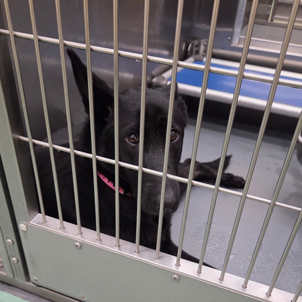 Dolsi — thumbnail 3