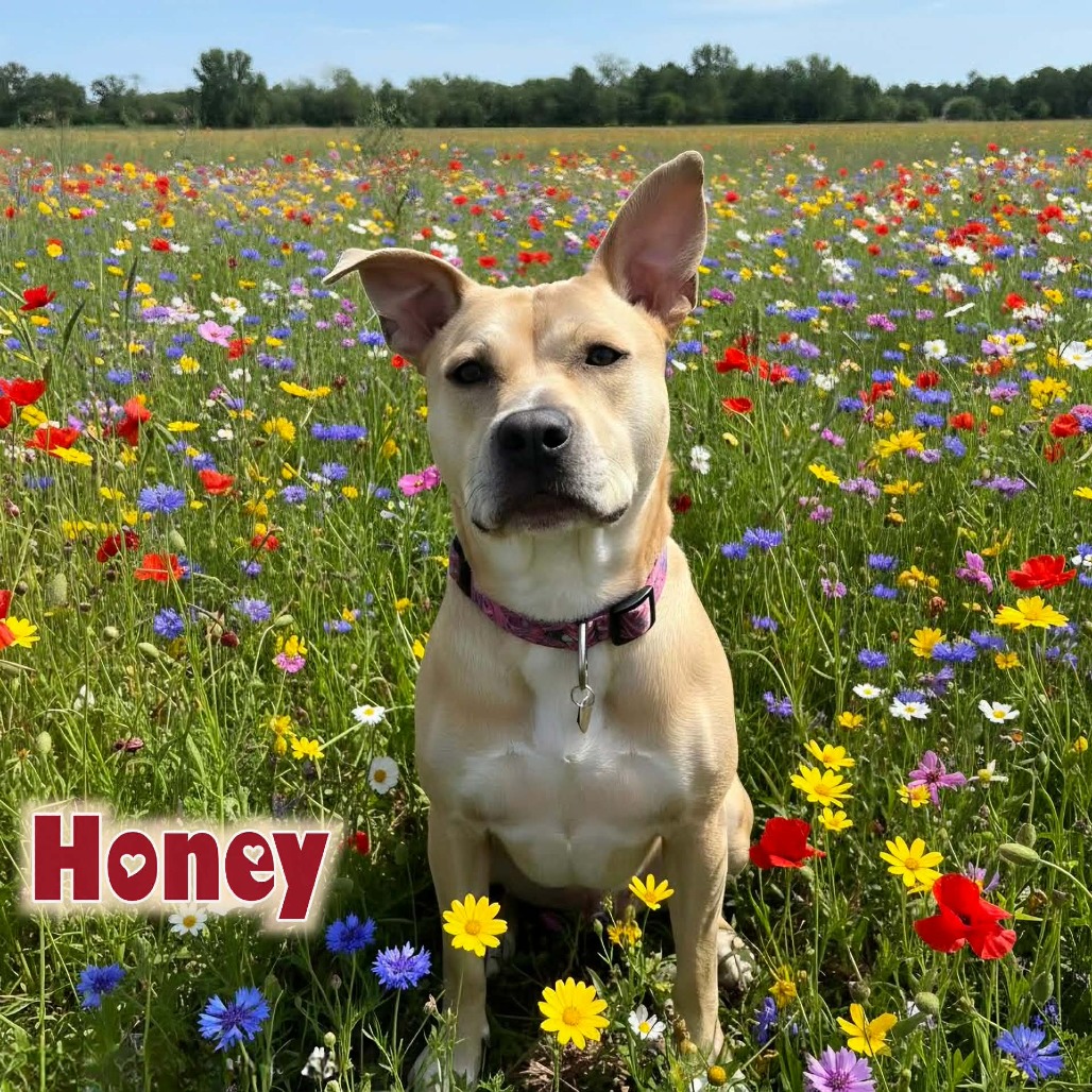HONEY - PAWS - Mixed Breed (Large) for adoption in Las Cruces
