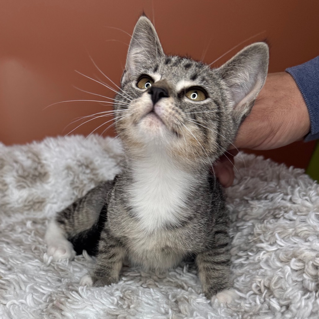 HALLEY - Domestic Shorthair available for adoption